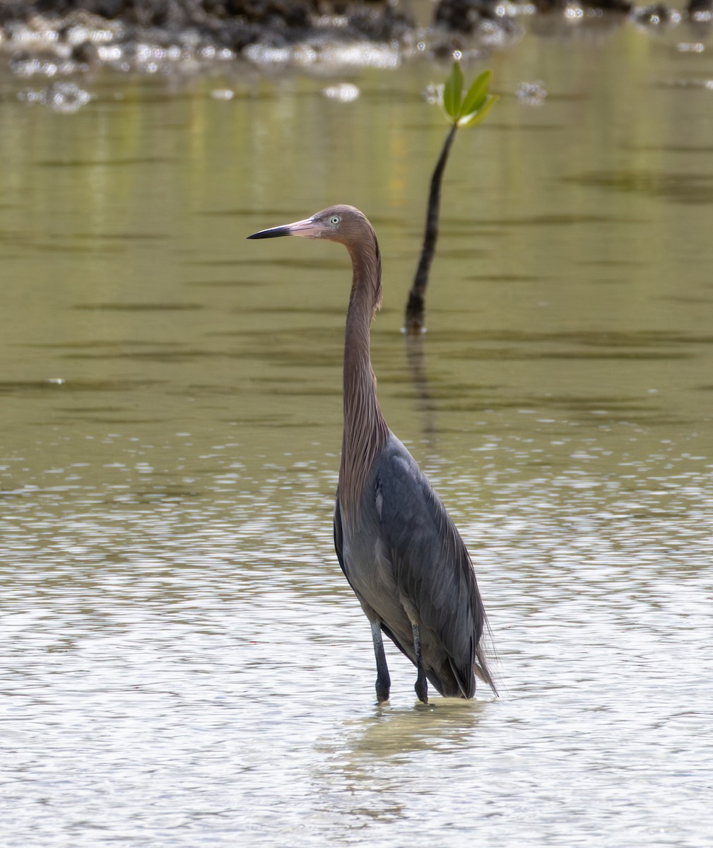 Reddish Egret - ML652140816