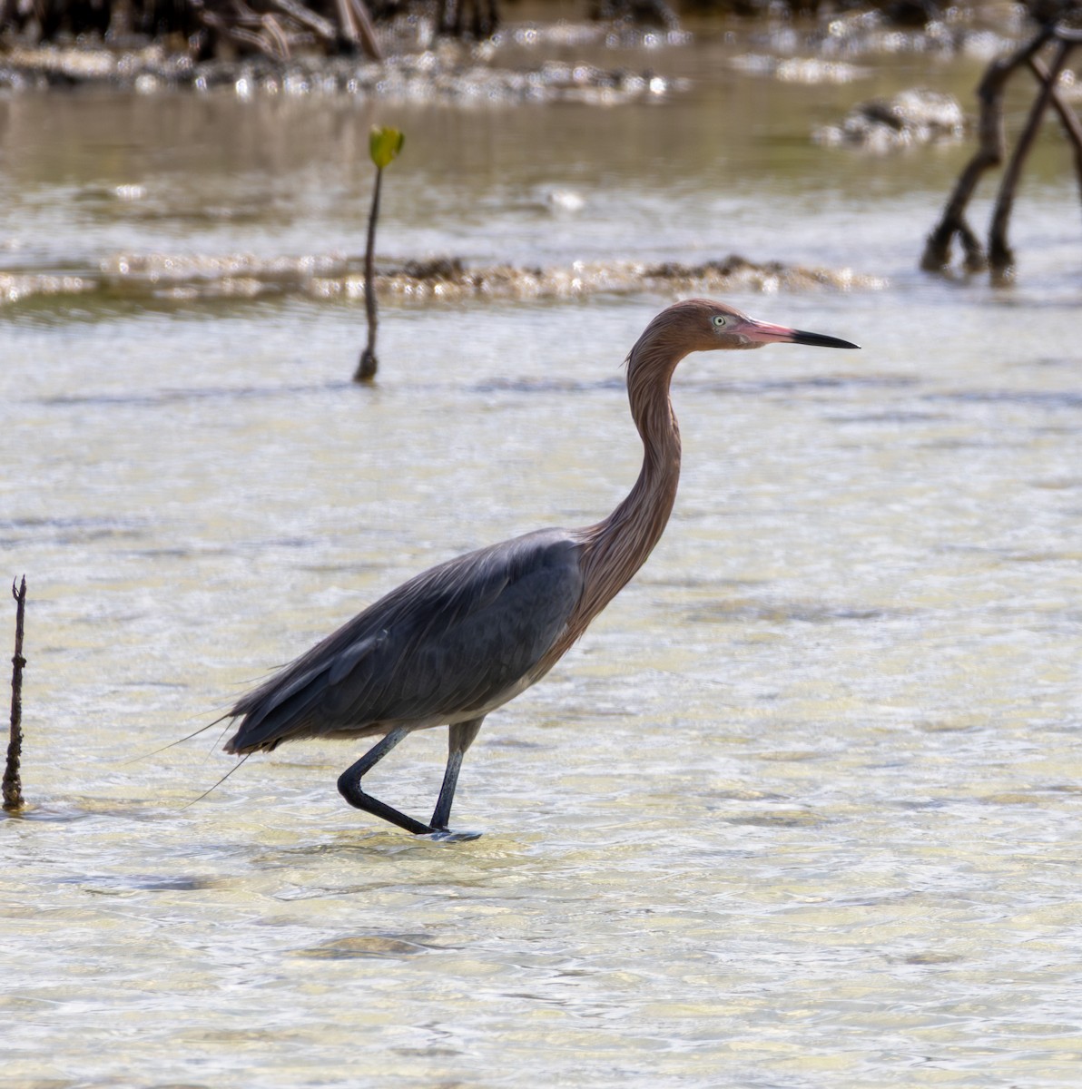 Reddish Egret - ML652140817
