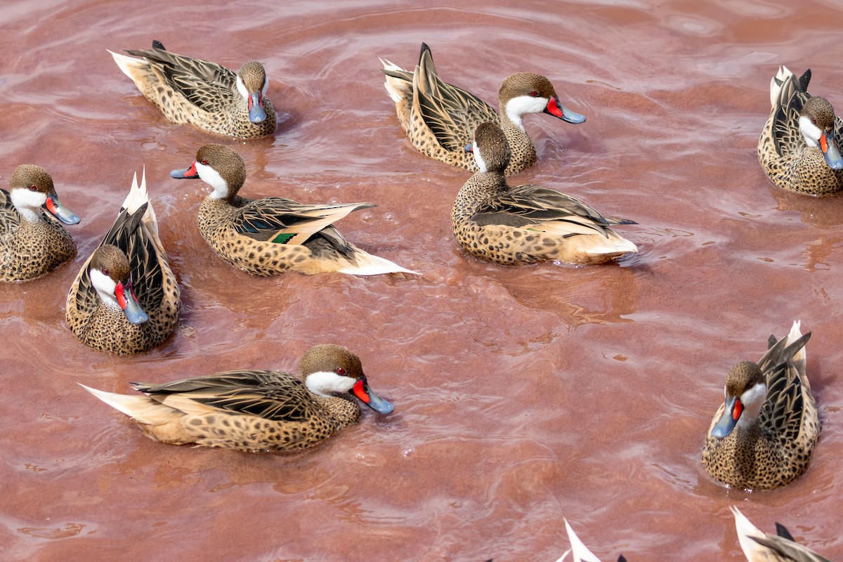 White-cheeked Pintail - ML652140832