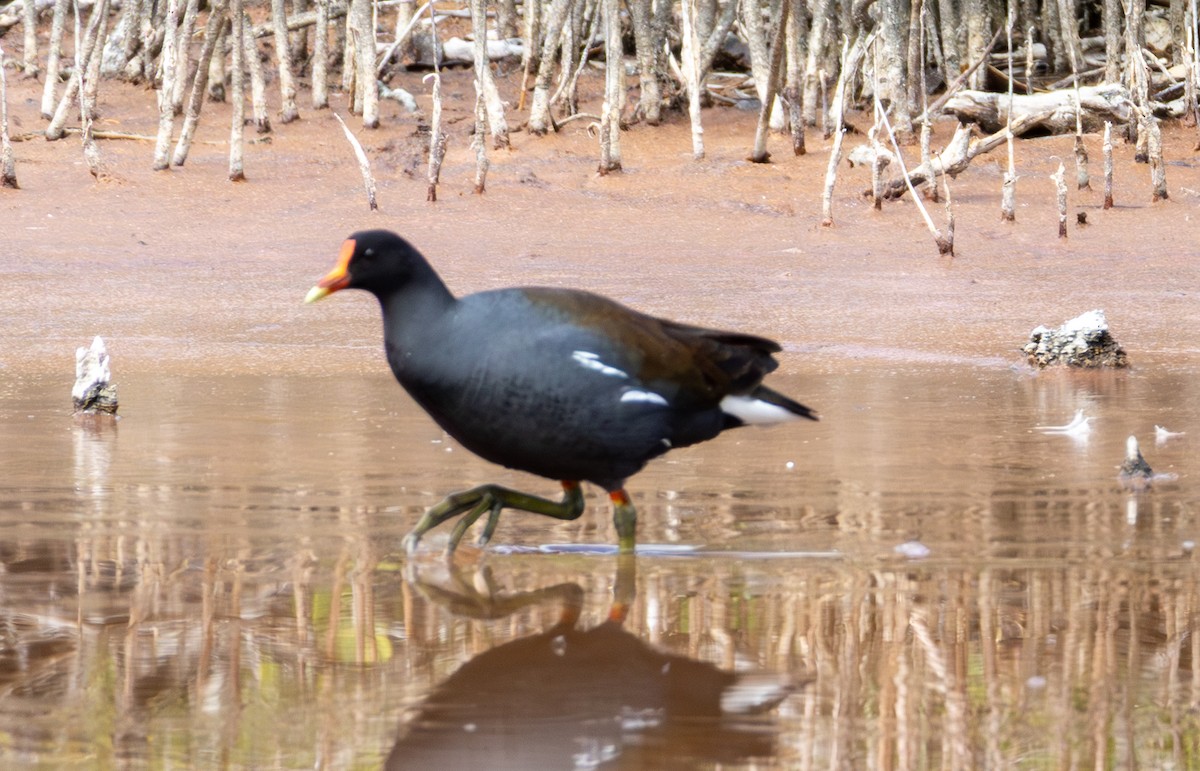 Common Gallinule - ML652140837