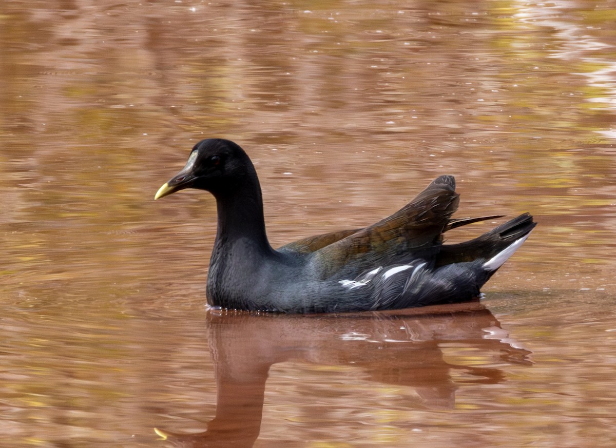 Common Gallinule - ML652140838
