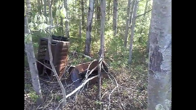 "Шишкар ялиновий (Ponderosa Pine, або тип 2)" - ML652140858