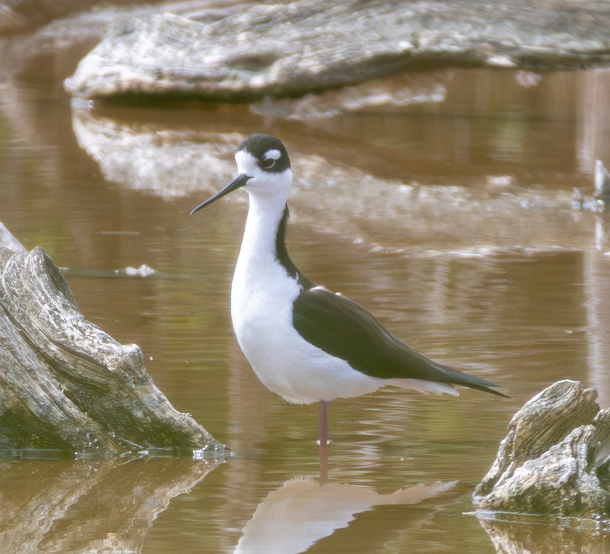 Black-necked Stilt - ML652140859