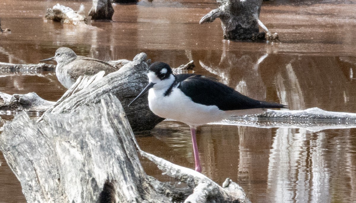 Black-necked Stilt - ML652140860