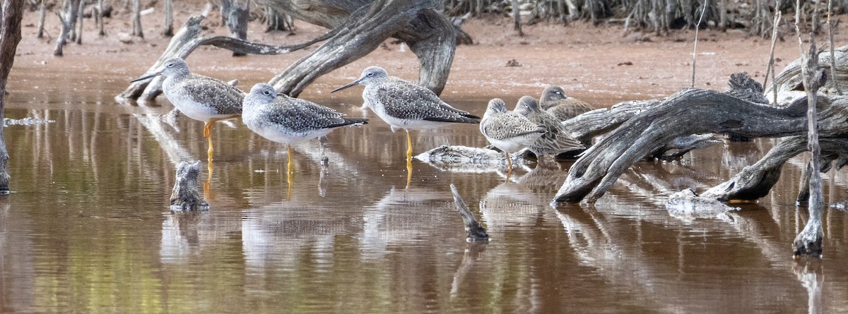 큰노랑발도요 - ML652140890