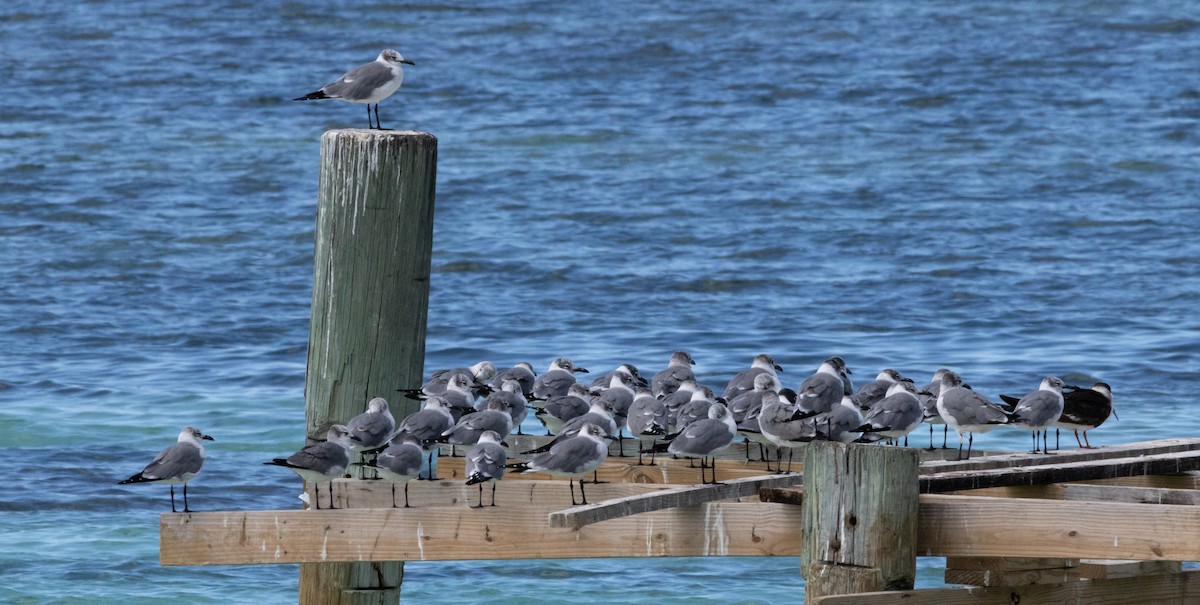 Laughing Gull - ML652140910