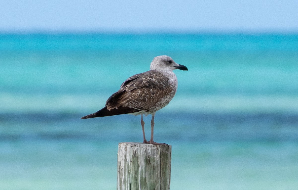 검은등갈매기 - ML652140919