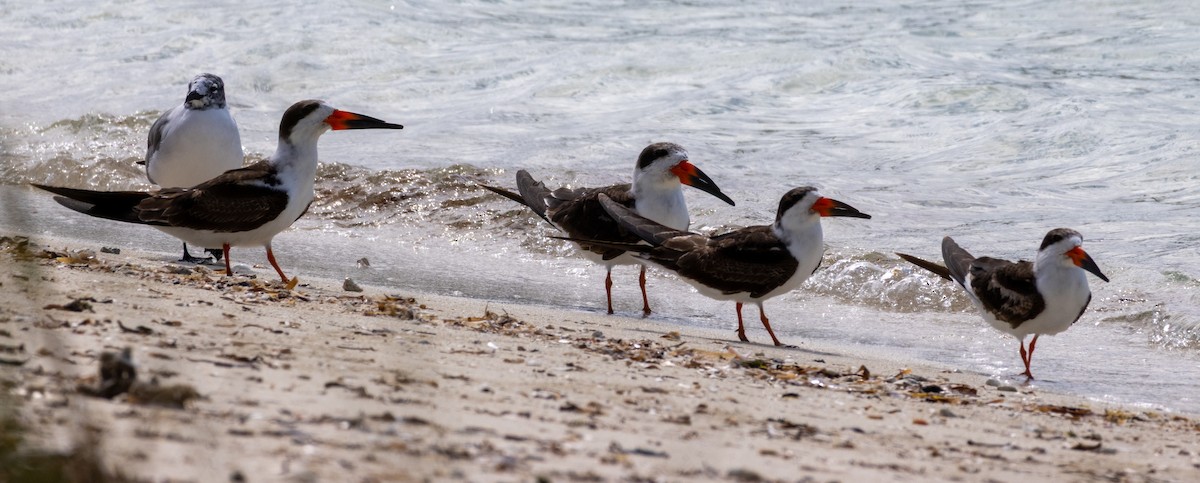 Black Skimmer - ML652140925