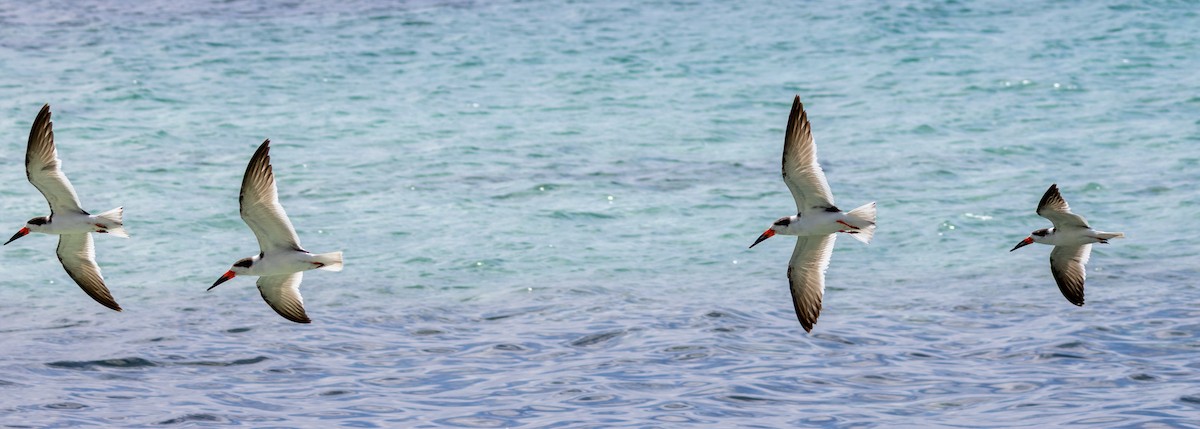 Black Skimmer - ML652140926