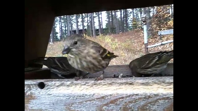 Чиж сосновий - ML652141277