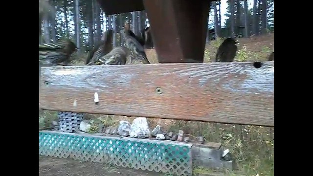 Чиж сосновий - ML652141348