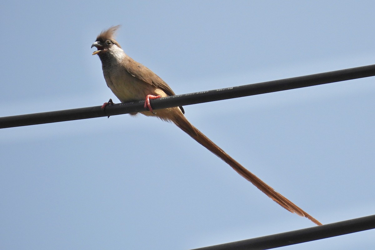 Speckled Mousebird - ML652141722