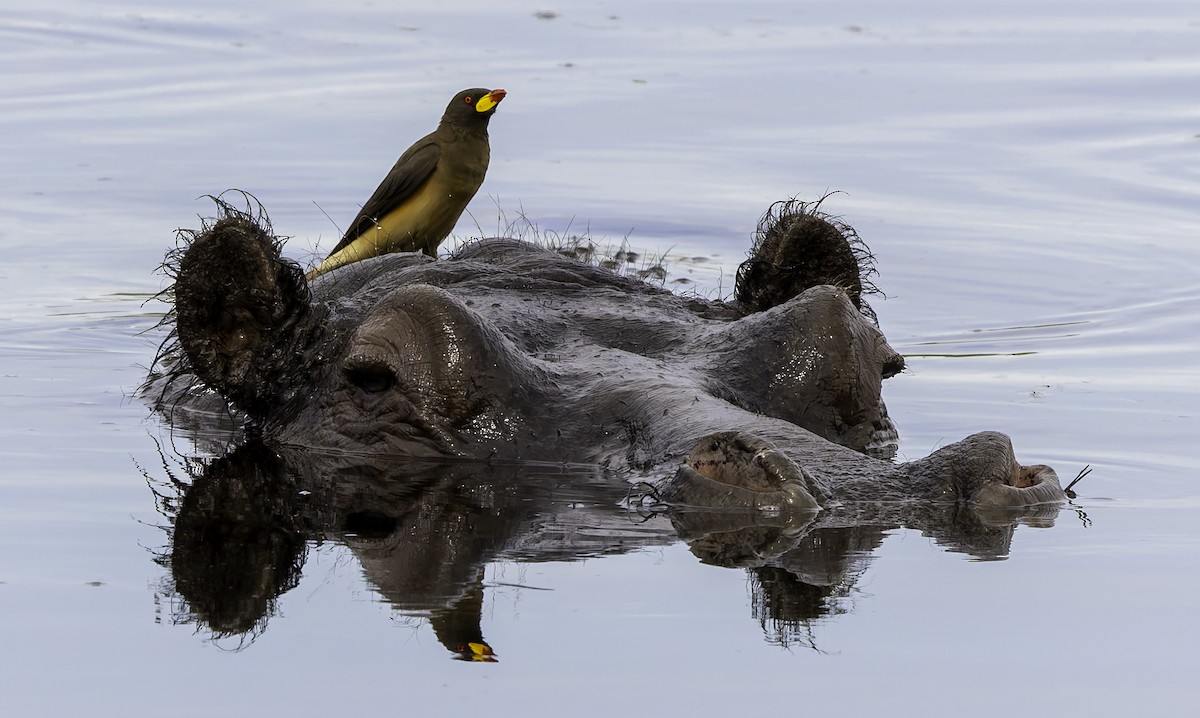 Ґедзеїд жовтодзьобий - ML652141761