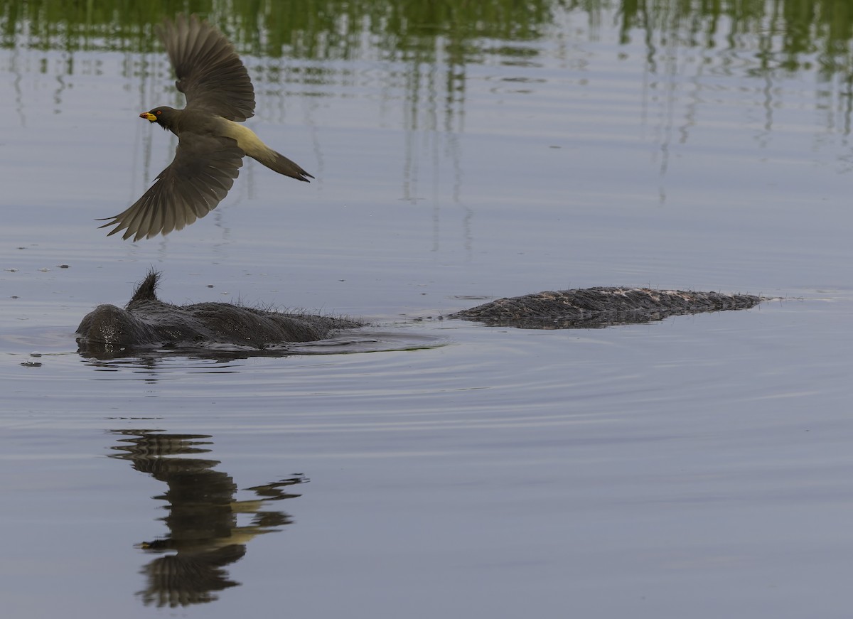 Ґедзеїд жовтодзьобий - ML652141787