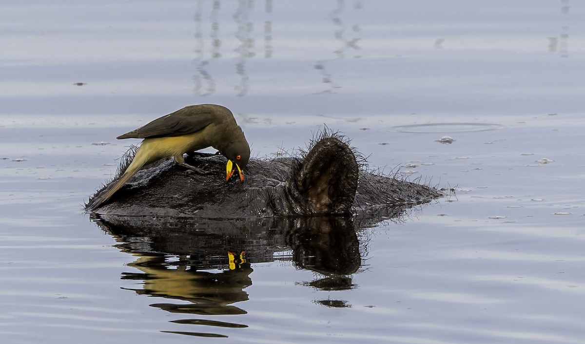 Ґедзеїд жовтодзьобий - ML652141812