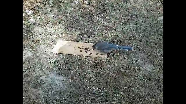 Кукша канадська [група canadensis] - ML652141828