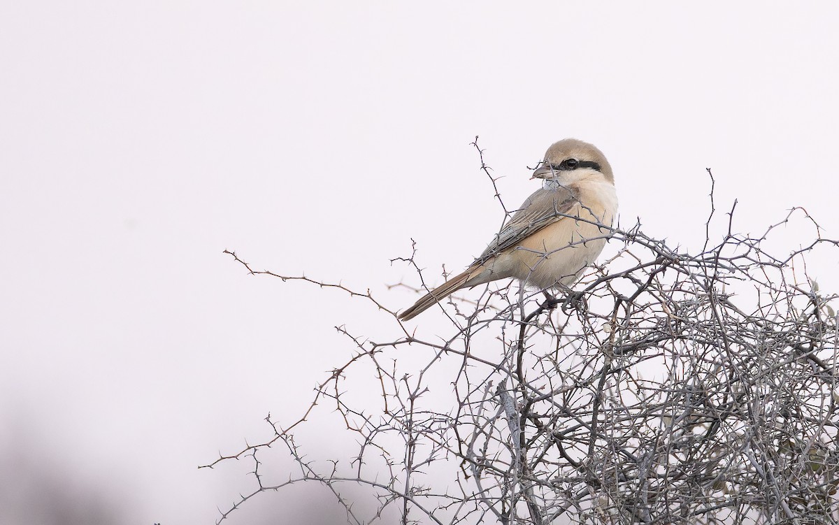 Alcaudón Isabel - ML652141846