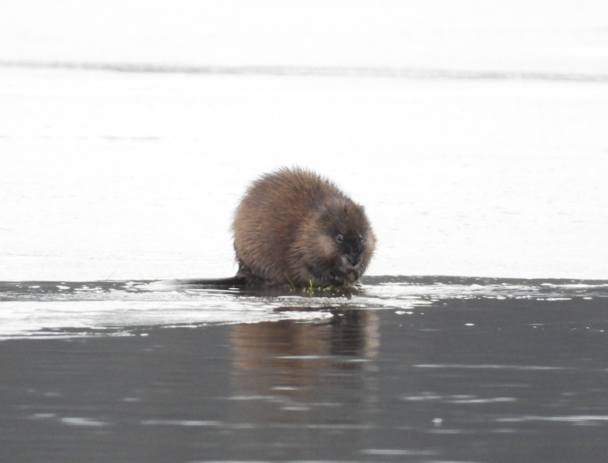 Animales - ML652141886