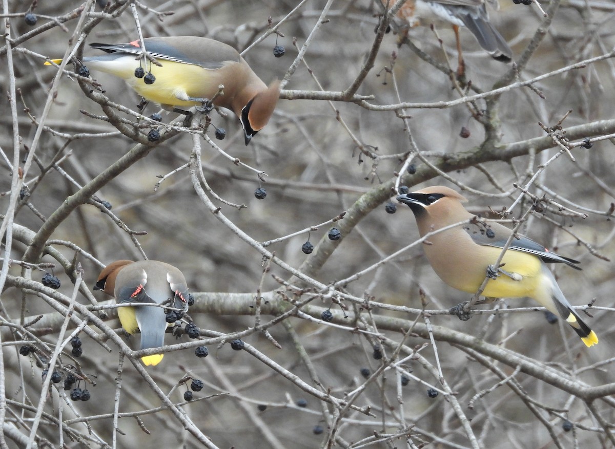 Ampelis Americano - ML652141911