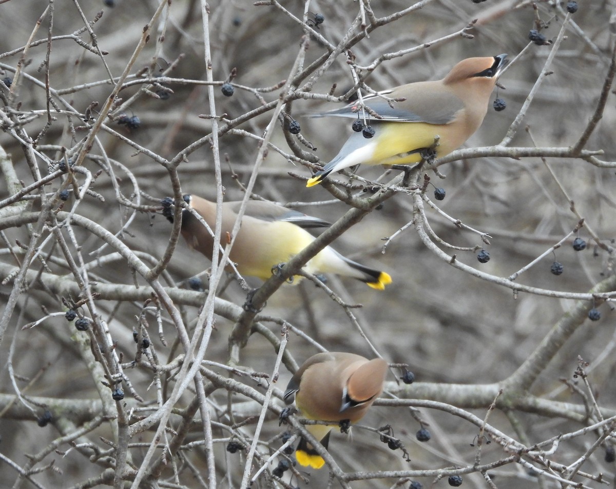 Ampelis Americano - ML652141917