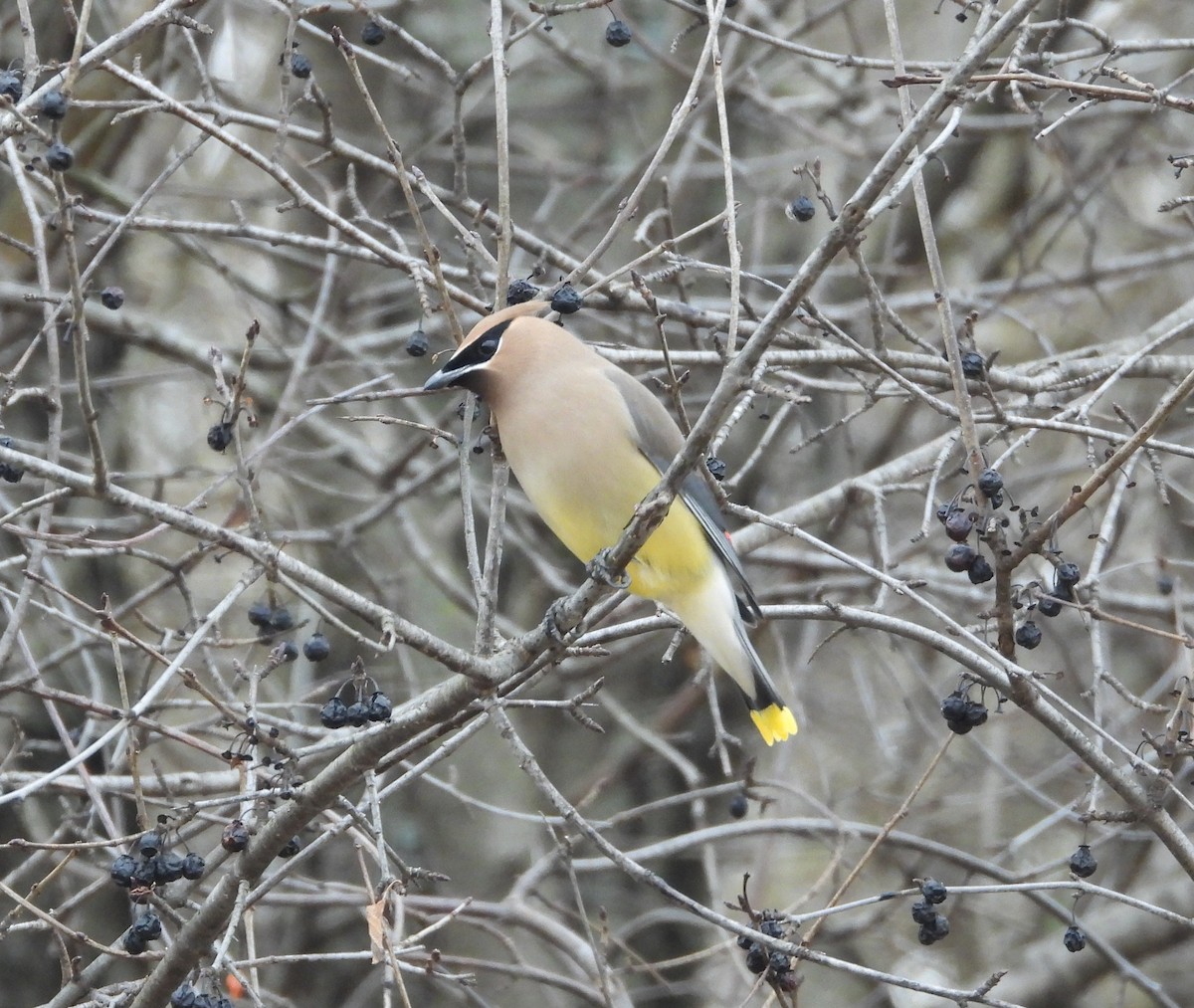 Ampelis Americano - ML652141925