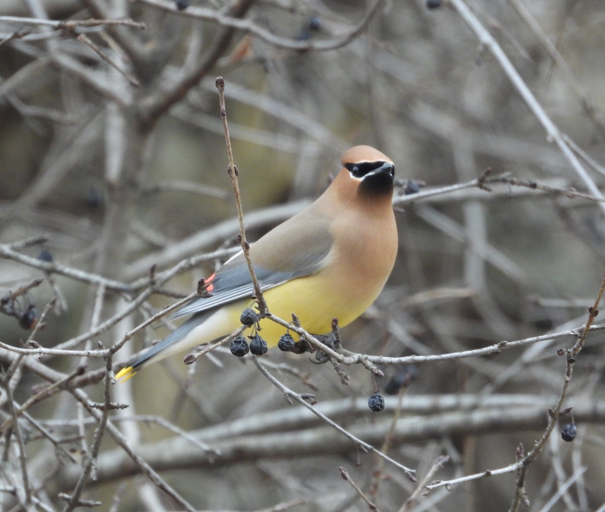 Ampelis Americano - ML652141928