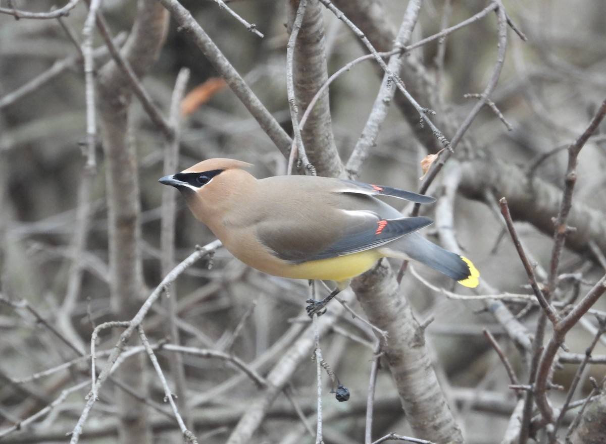 Ampelis Americano - ML652141933