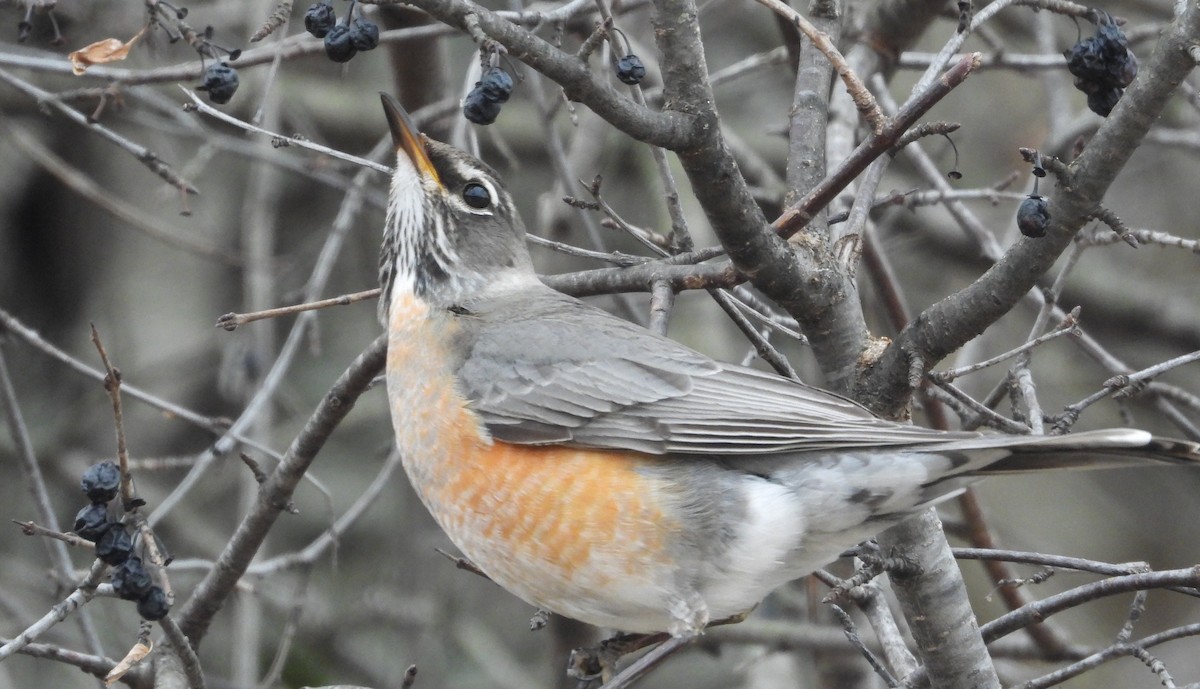 Zorzal Americano - ML652141946