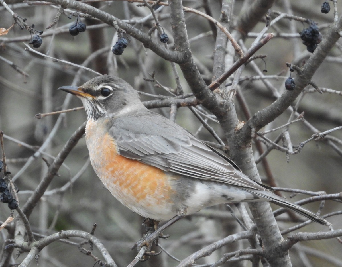 Zorzal Americano - ML652141948