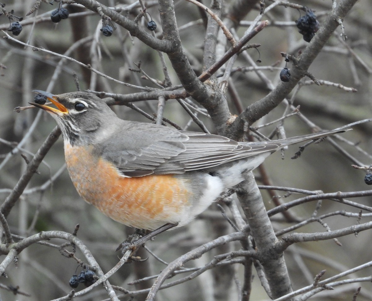 Zorzal Americano - ML652141950