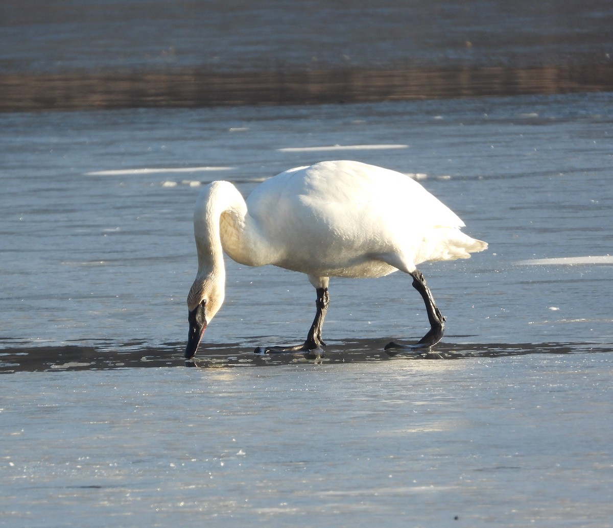 Cisne Trompetero - ML652141967