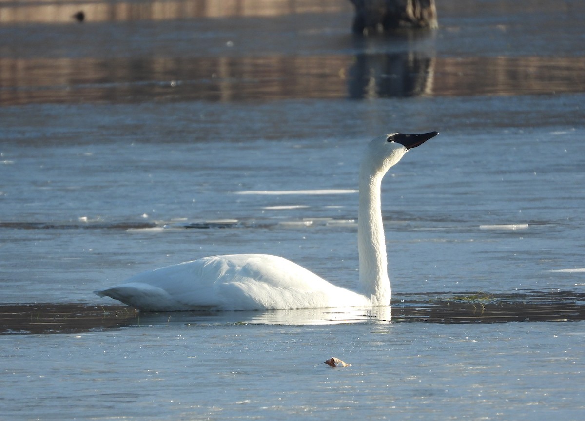 Cisne Trompetero - ML652141968
