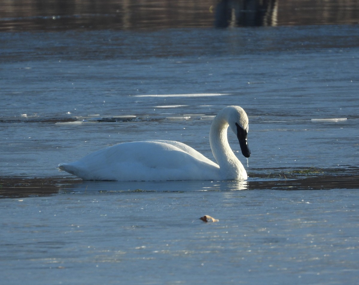 Cisne Trompetero - ML652141971