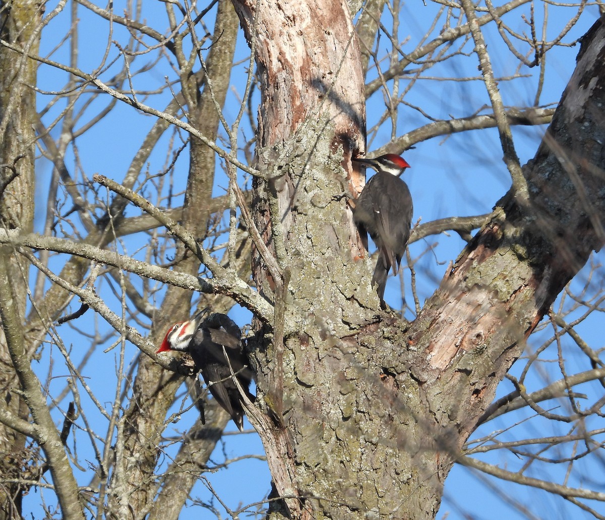 Picamaderos Norteamericano - ML652141985