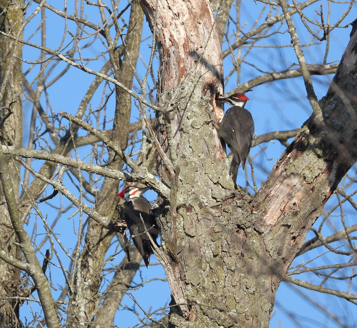 Picamaderos Norteamericano - ML652141988