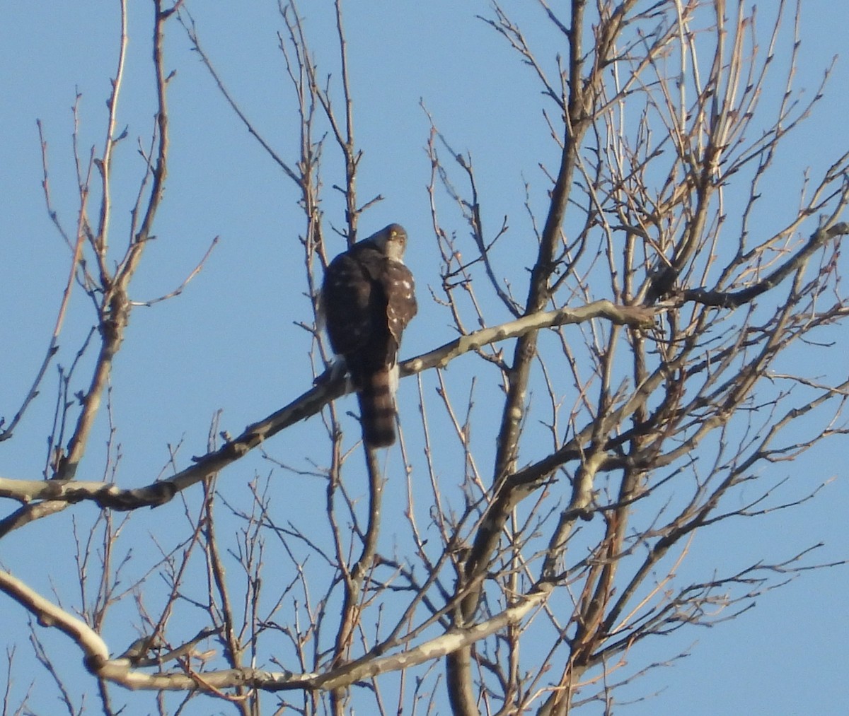 Gavilán Americano - ML652141999