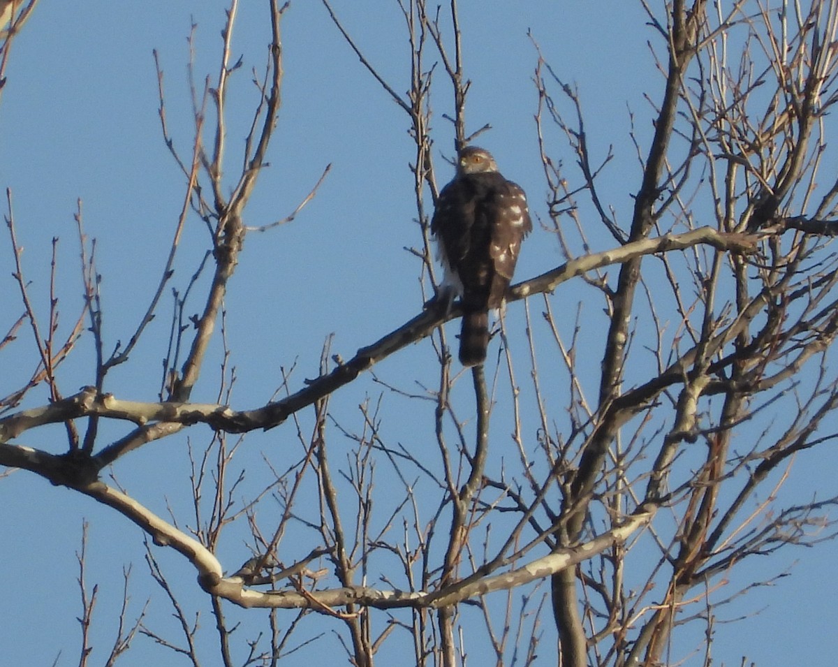 Gavilán Americano - ML652142010