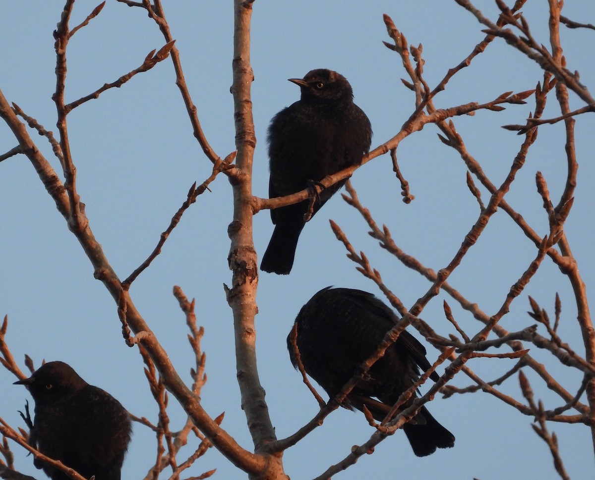 Zanate Canadiense - ML652142026