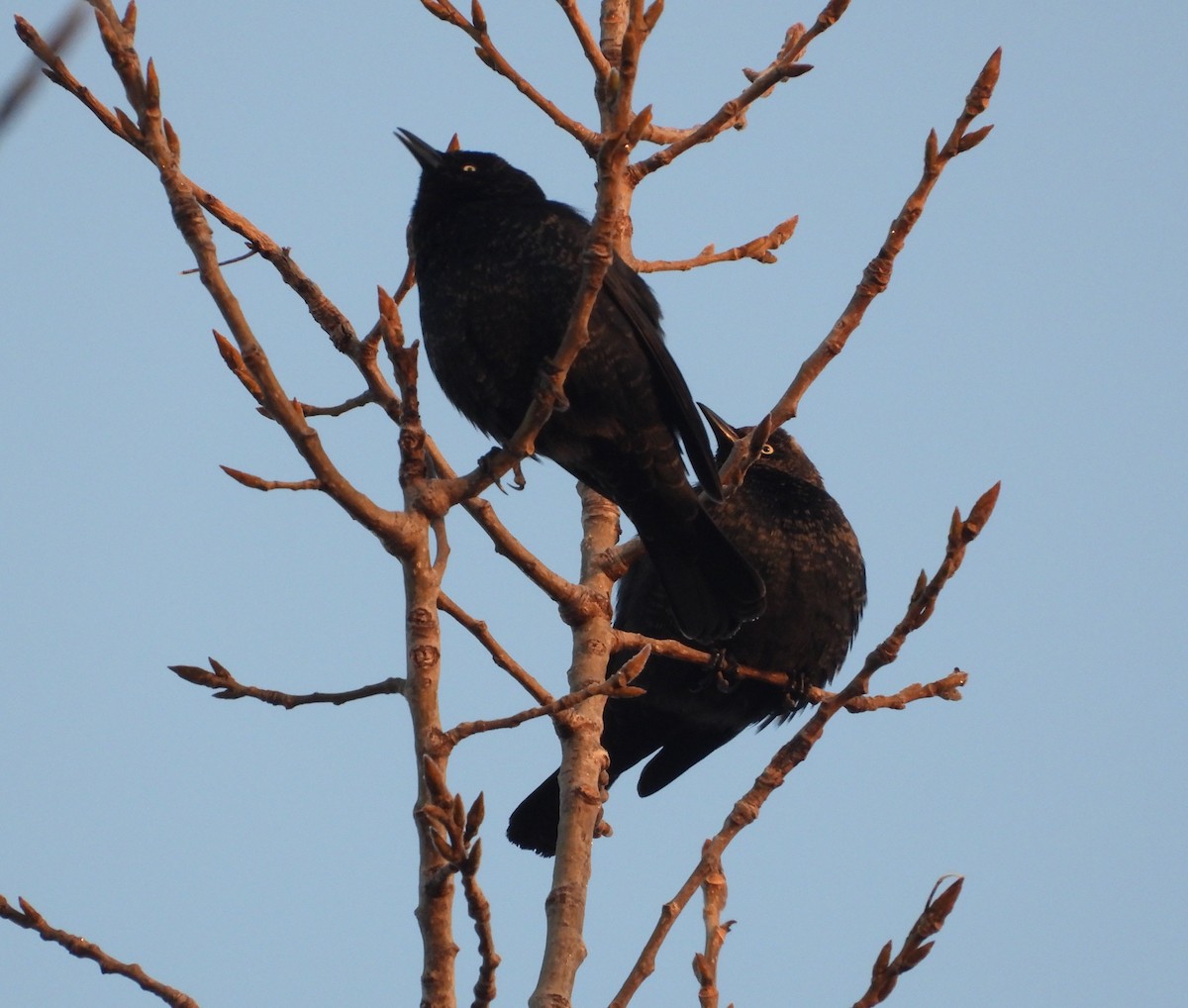 Zanate Canadiense - ML652142031