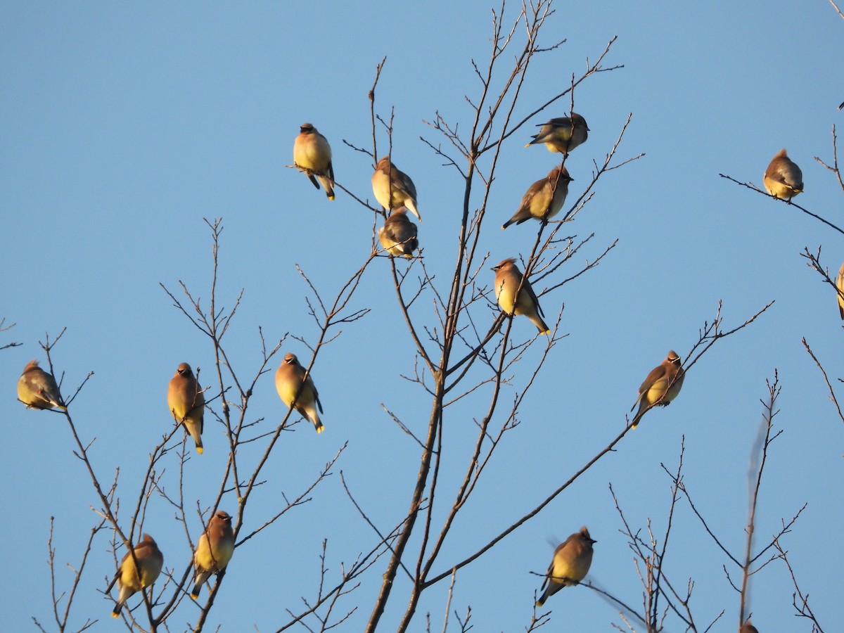 Ampelis Americano - ML652142041