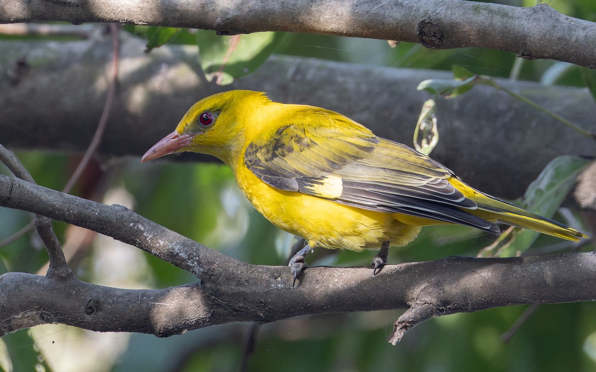 Oropéndola India - ML652142043