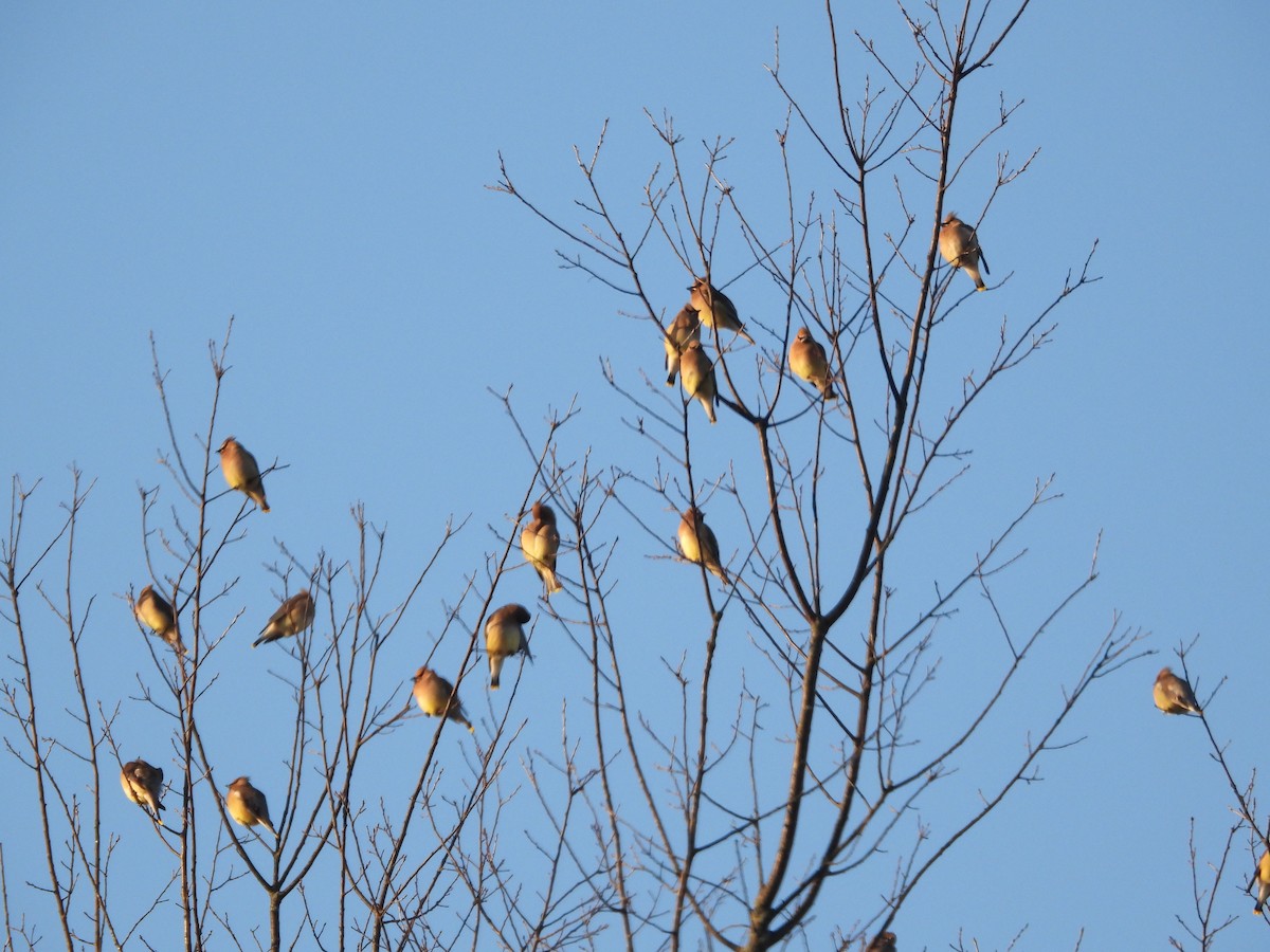 Ampelis Americano - ML652142047