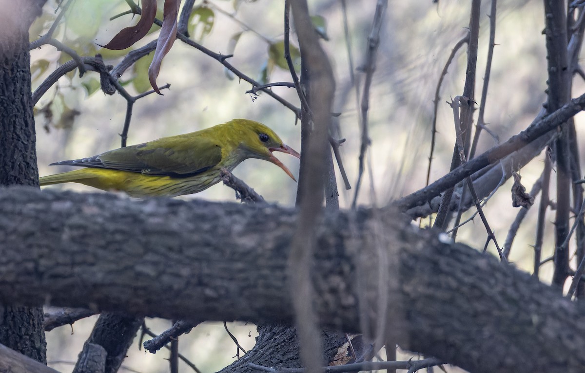 Oropéndola India - ML652142051