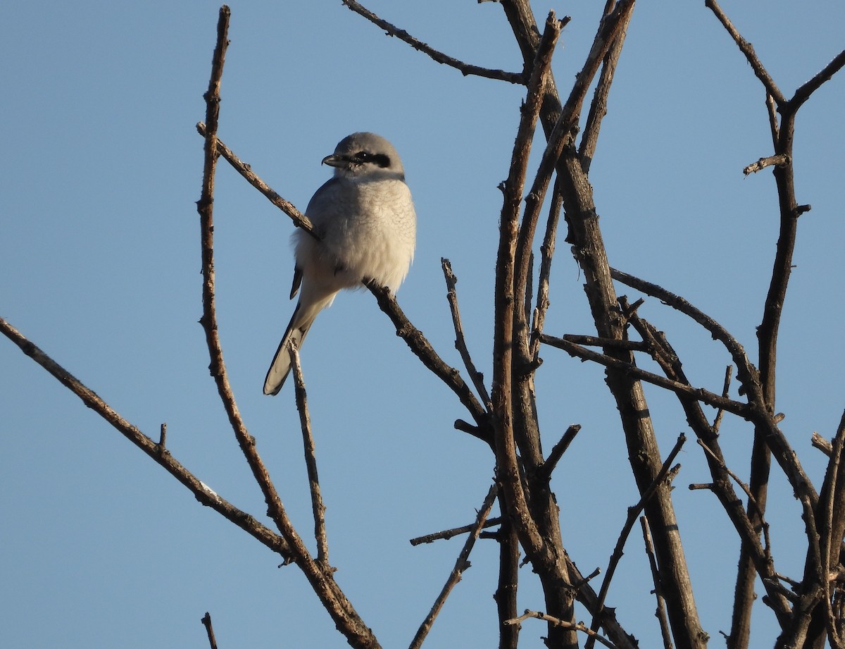 Alcaudón Boreal - ML652142066