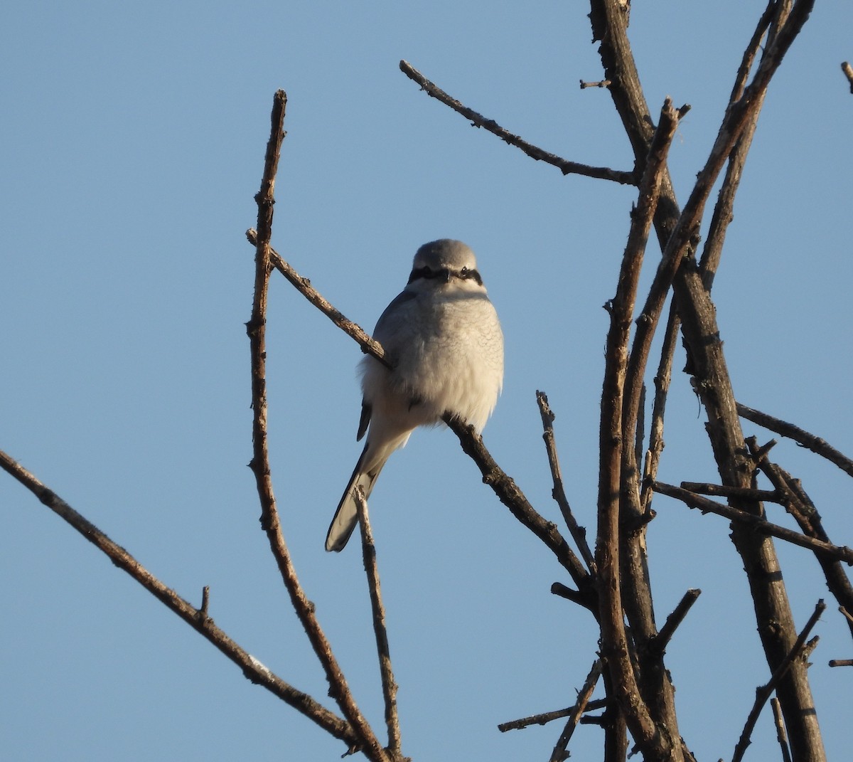 Alcaudón Boreal - ML652142070
