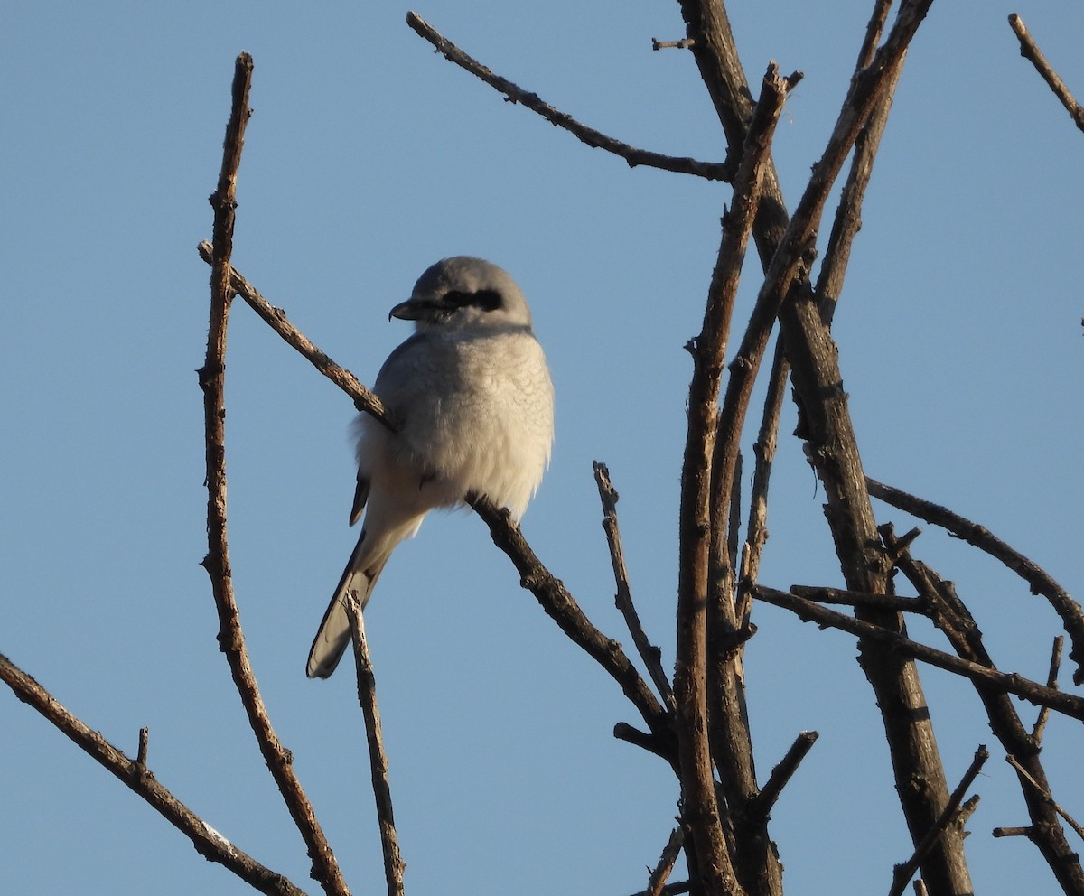 Alcaudón Boreal - ML652142076
