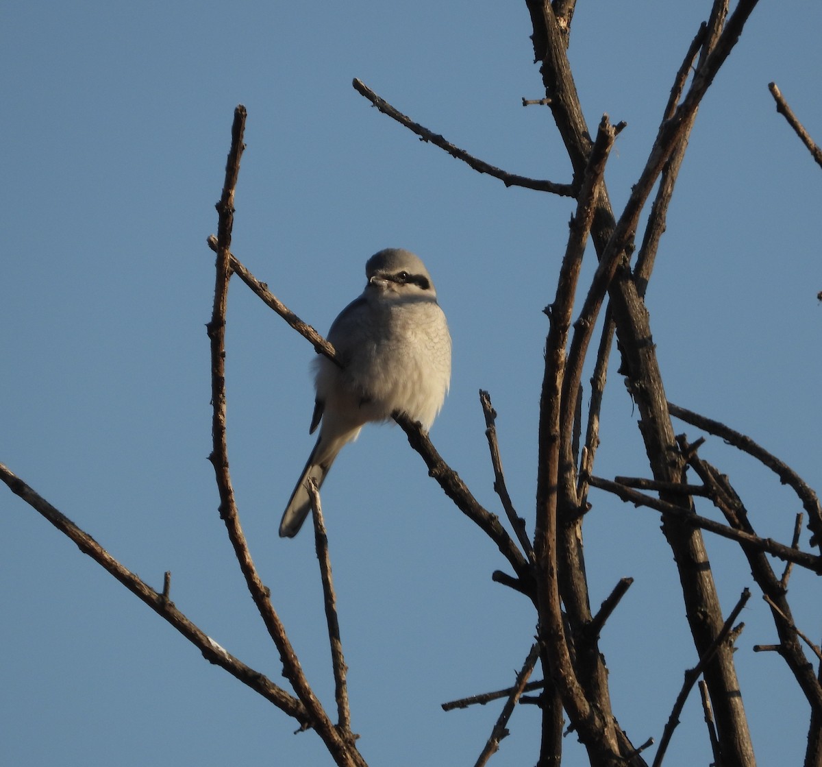 Alcaudón Boreal - ML652142079
