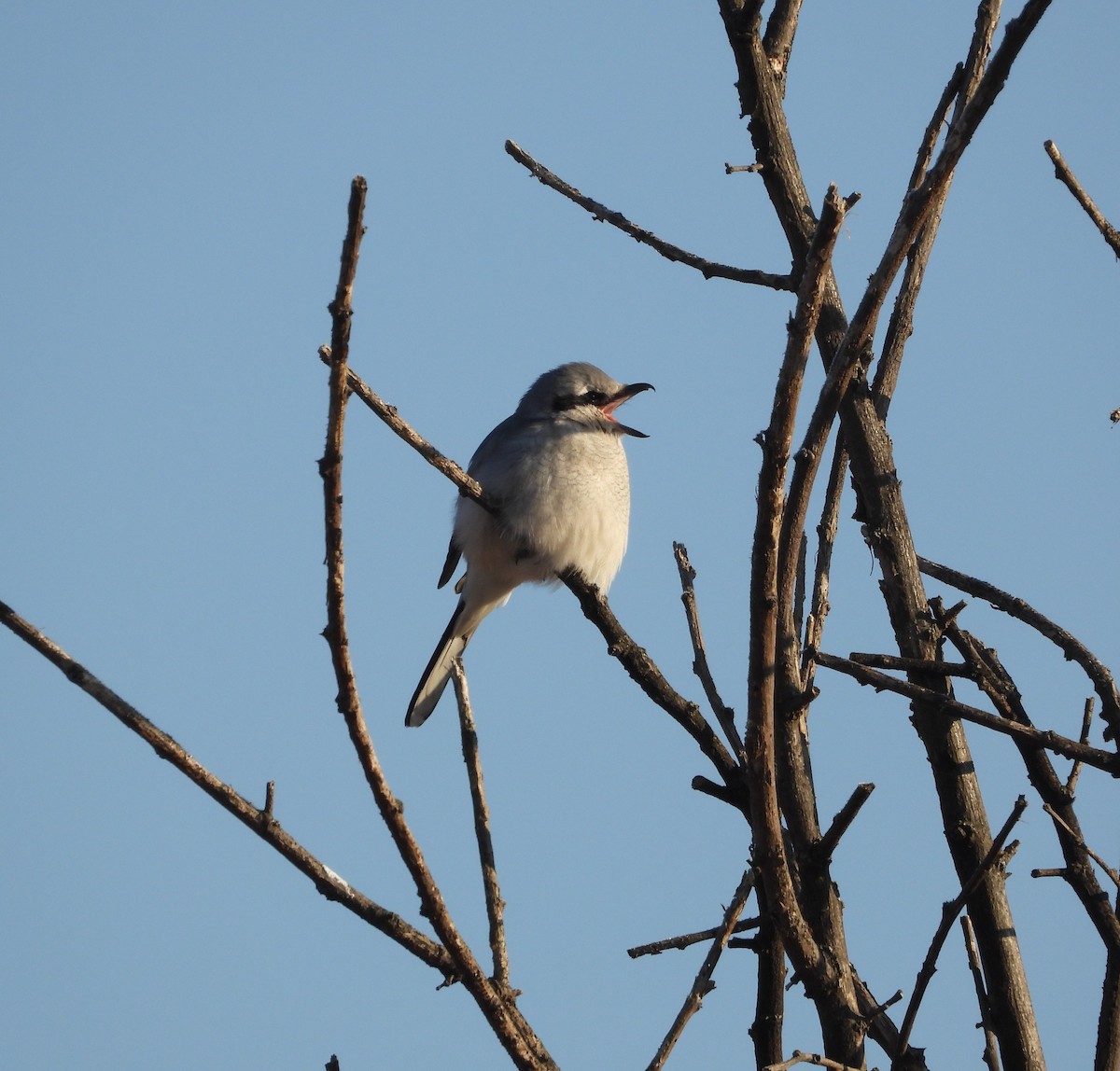 Alcaudón Boreal - ML652142081
