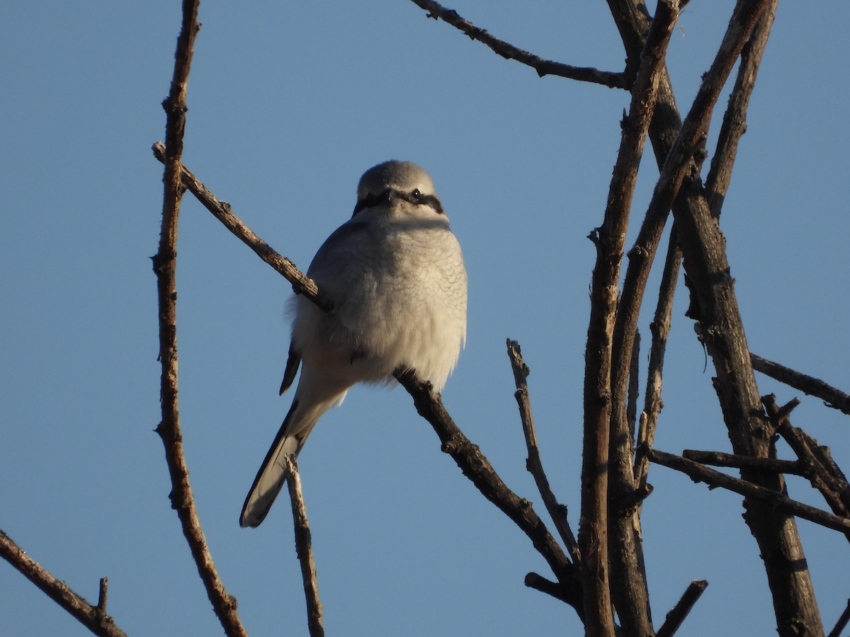 Alcaudón Boreal - ML652142083