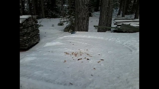 Кукша канадська [група canadensis] - ML652142104